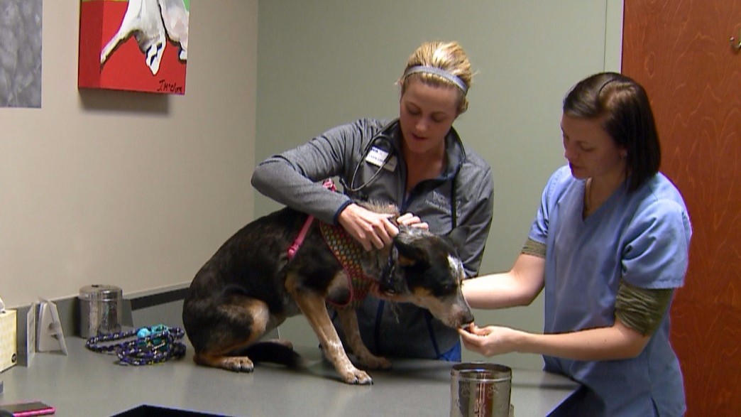 Can You Get Lice From Your Dog